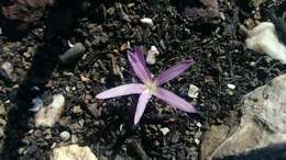 Image of Colchicum filifolium (Cambess.) Stef.