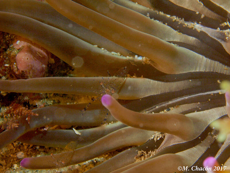 Image of crystal prawn