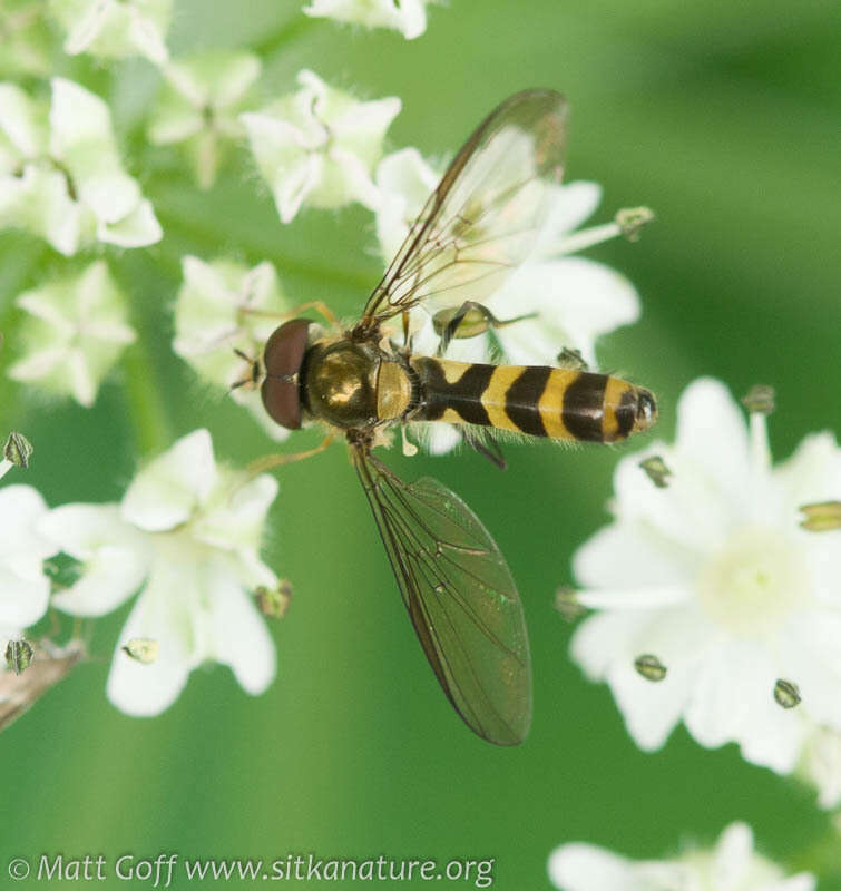 Image of Banded Meliscaeva