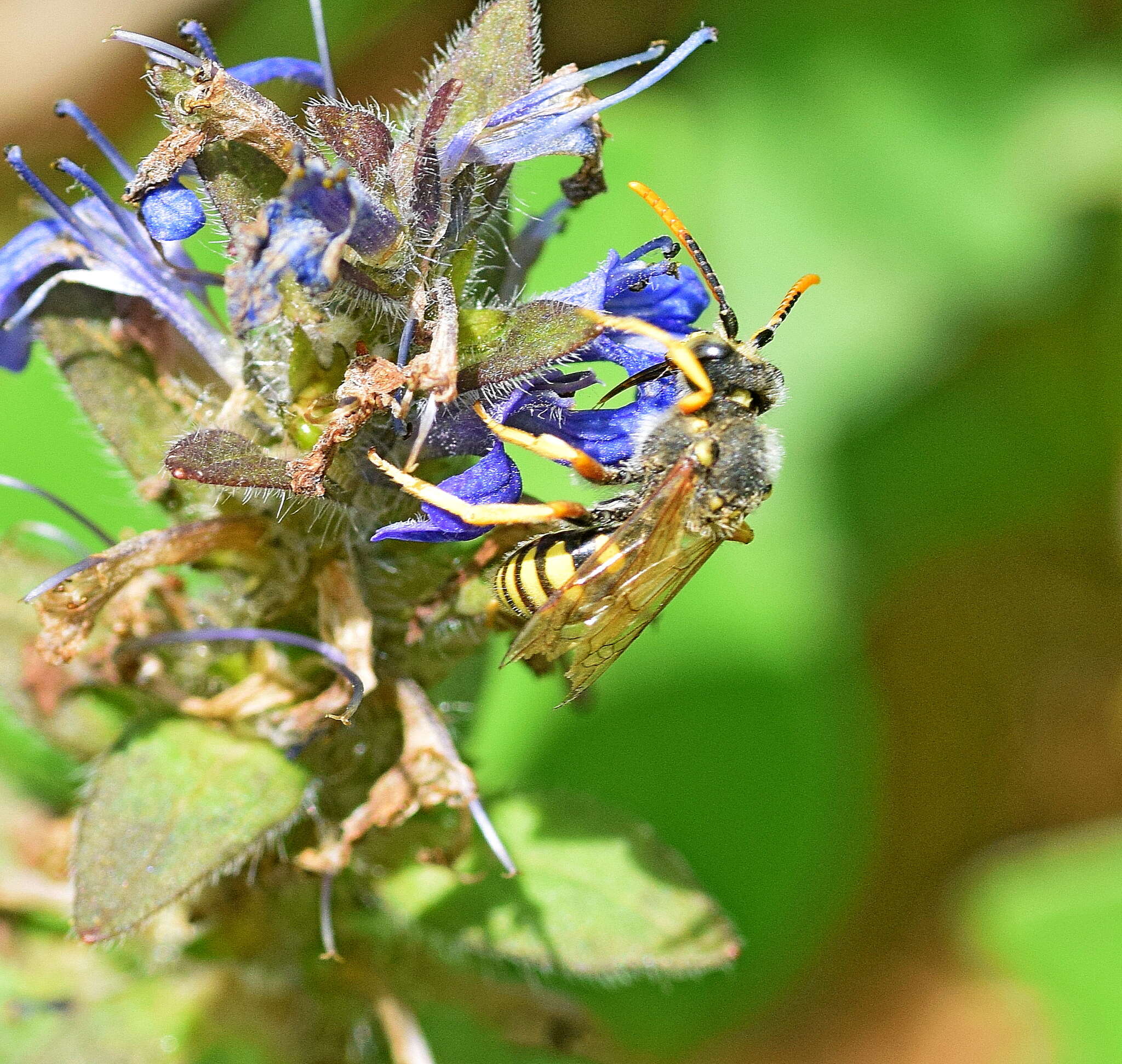 Image of Nomada sexfasciata Panzer 1799