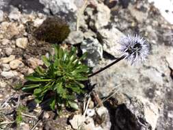 Image of Heart-leaf Globe Daisy