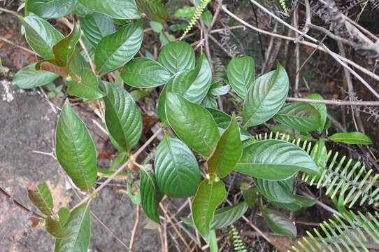 Image of Sabicea panamensis Wernham