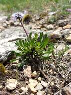 Image of Heart-leaf Globe Daisy