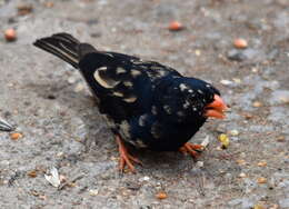 Image of Village Indigobird