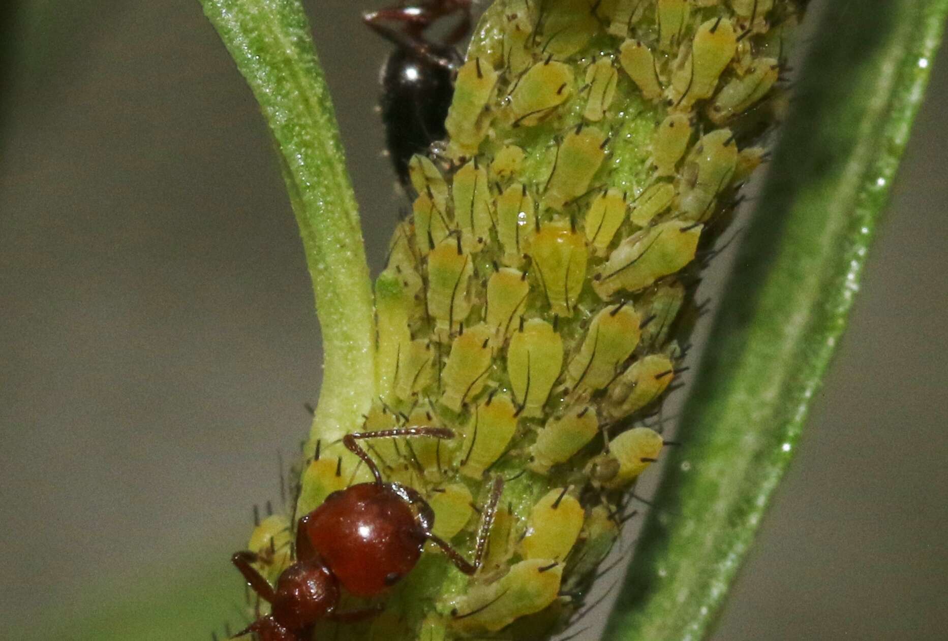 Слика од Aphis (Aphis) coreopsidis (Thomas & C. 1878)