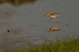 Image of Common Redshank