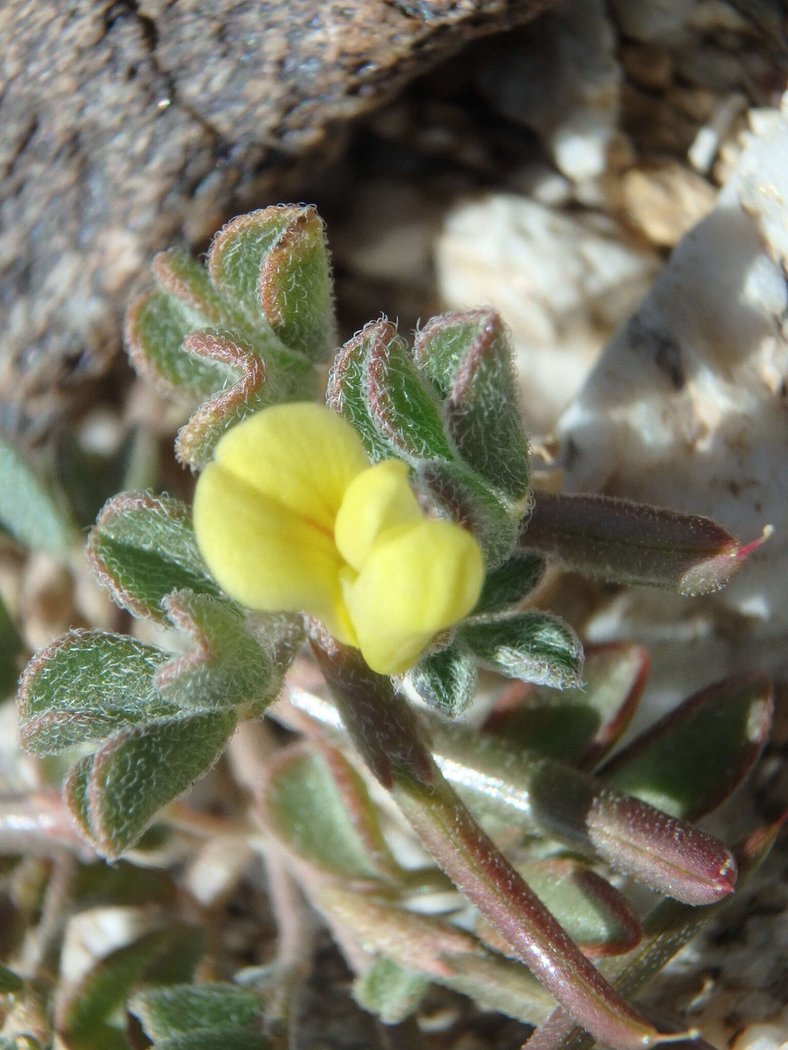 Image of strigose bird's-foot trefoil