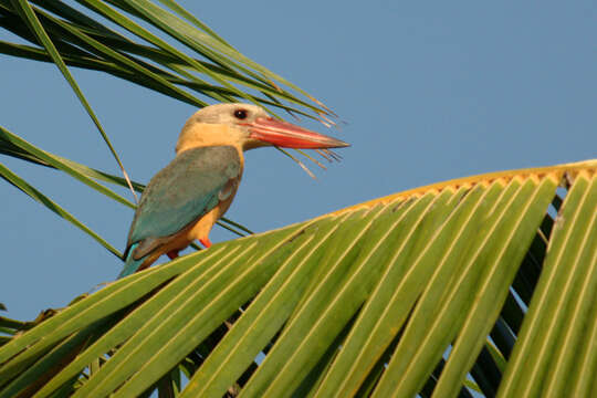 Image of Stork-billed Kingfisher