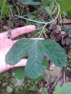 Passiflora affinis Engelm. ex A. Gray的圖片