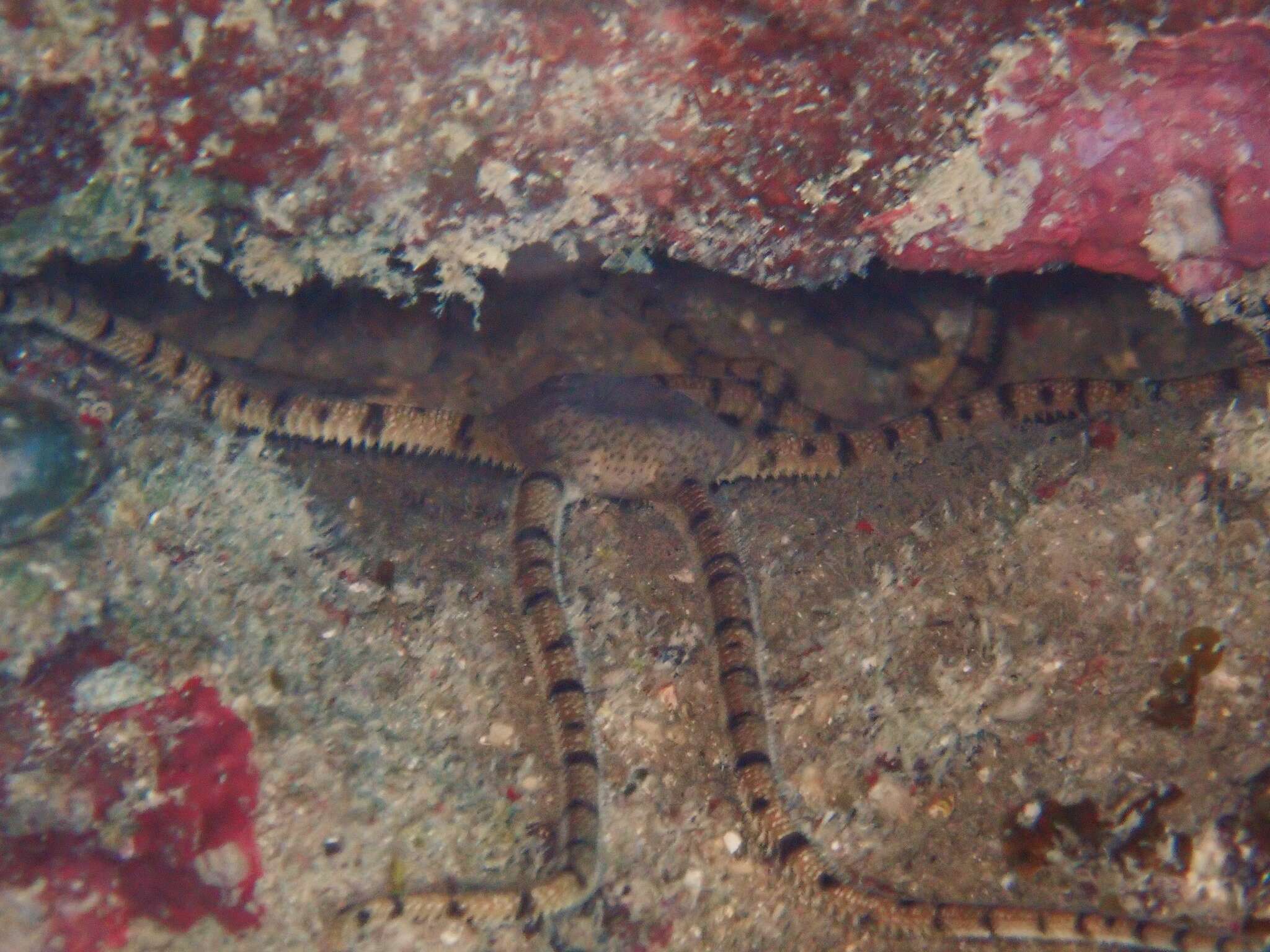 Image of Ophioderma cinereum Müller & Troschel 1842