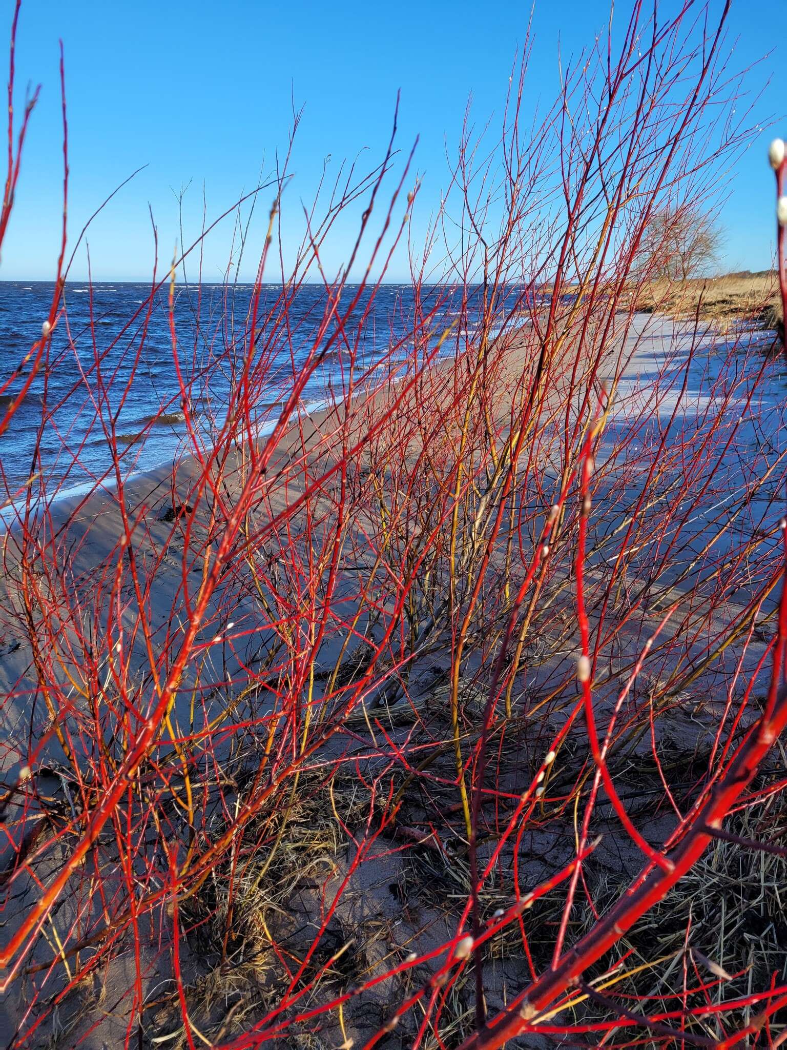 Слика од Salix daphnoides Vill.