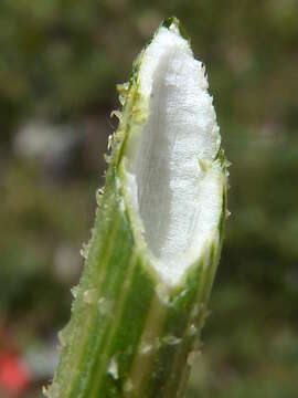 Image of prickly golden-fleece