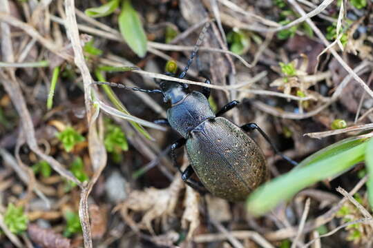 Image of Carabus (Orinocarabus) alpestris hoppii Germar 1824