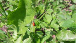 Image of Spotted asparagus beetle