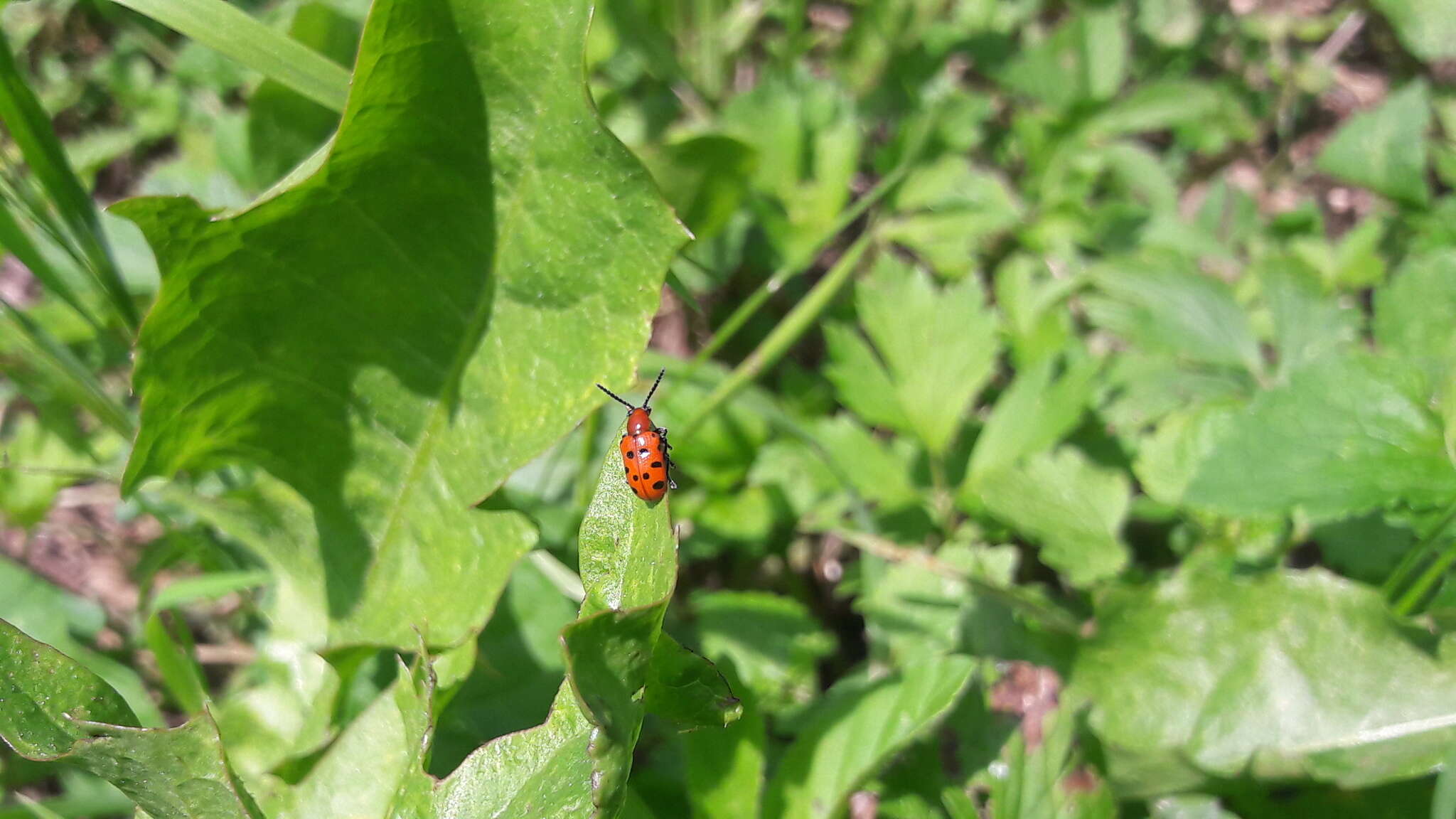 Image of Spotted asparagus beetle