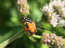 Image of Delta Flower Scarab