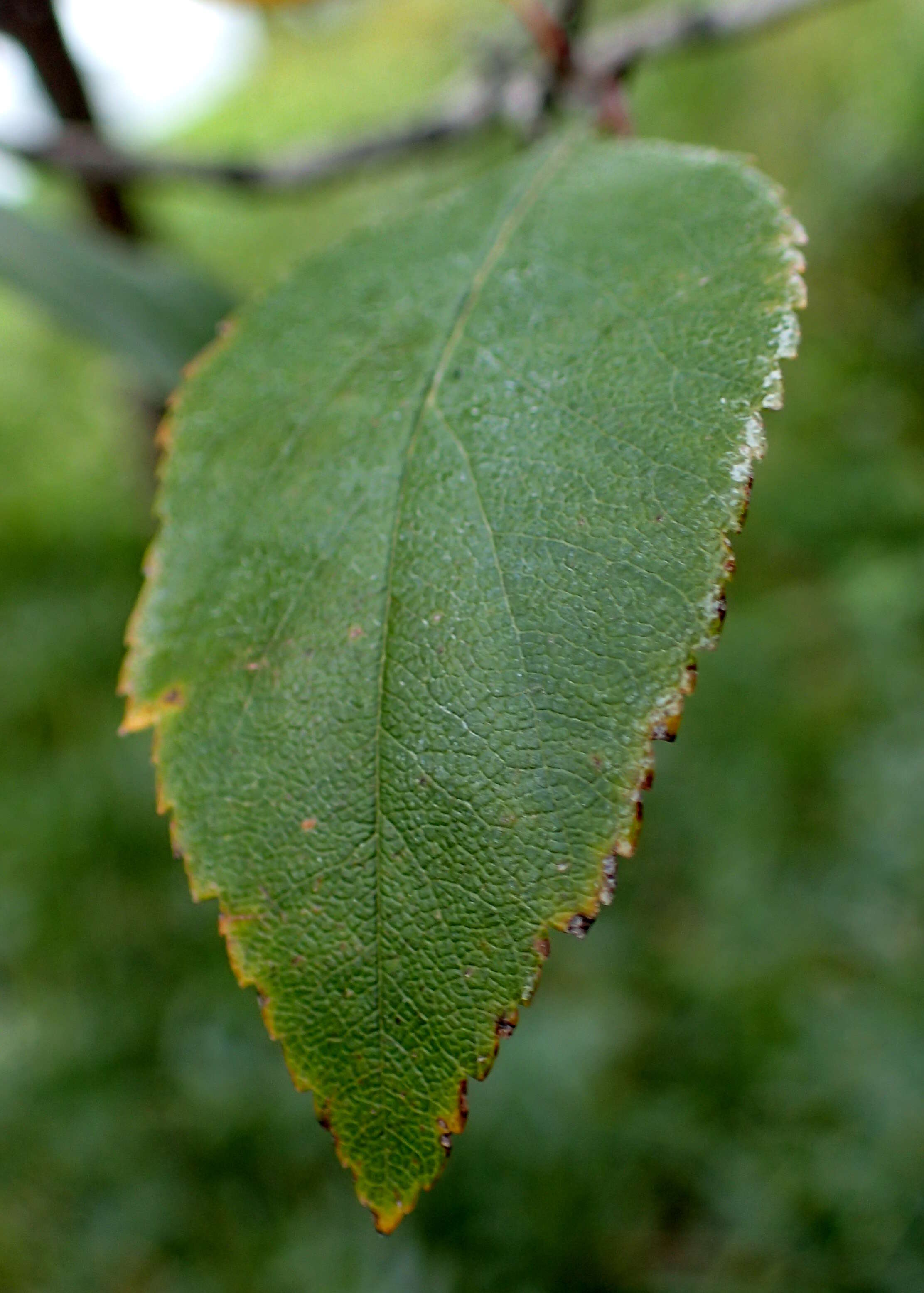 Image of green hawthorn