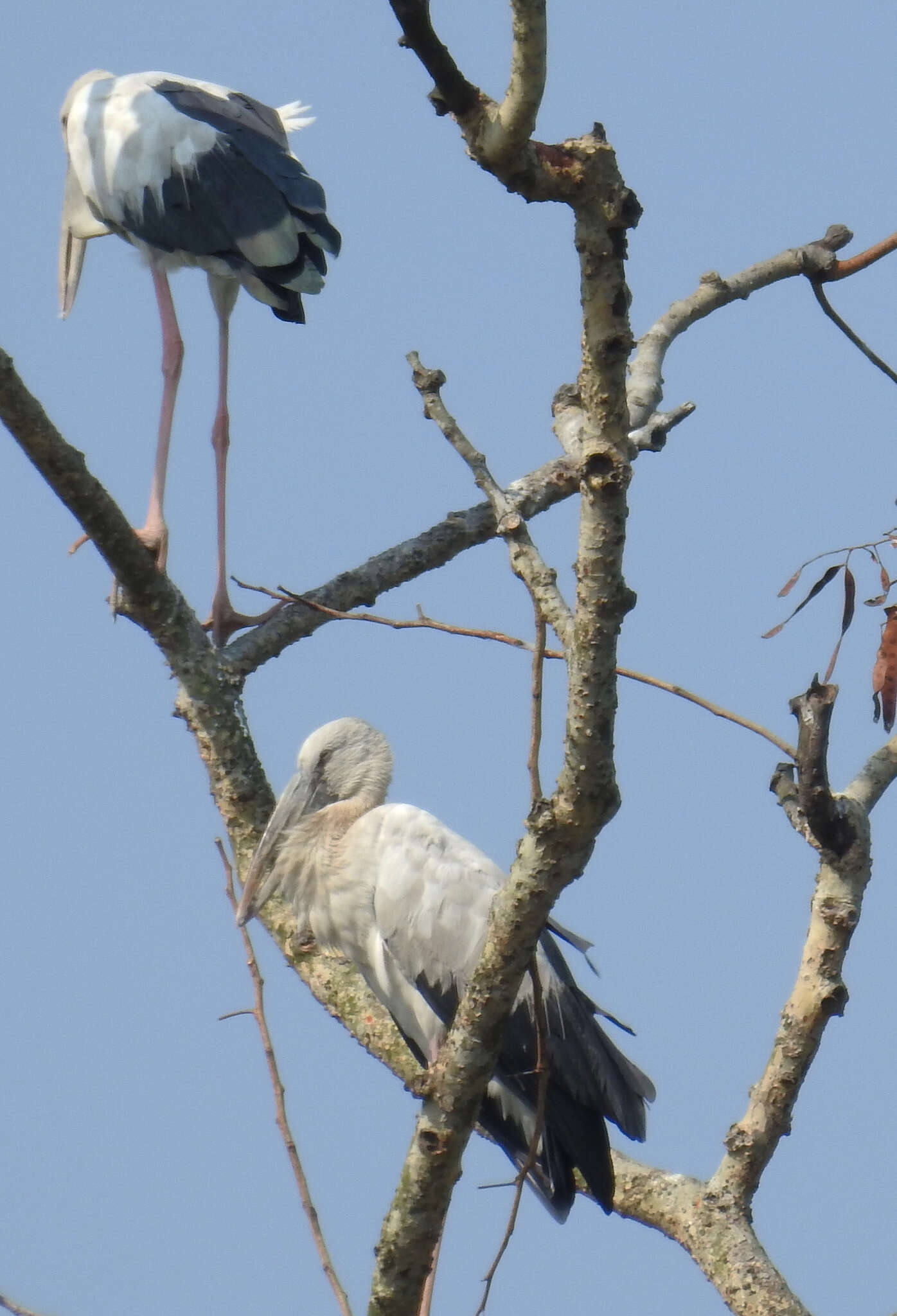 Image of Openbill stork