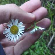 Plancia ëd Erigeron galeottii (Hemsl.) Greene