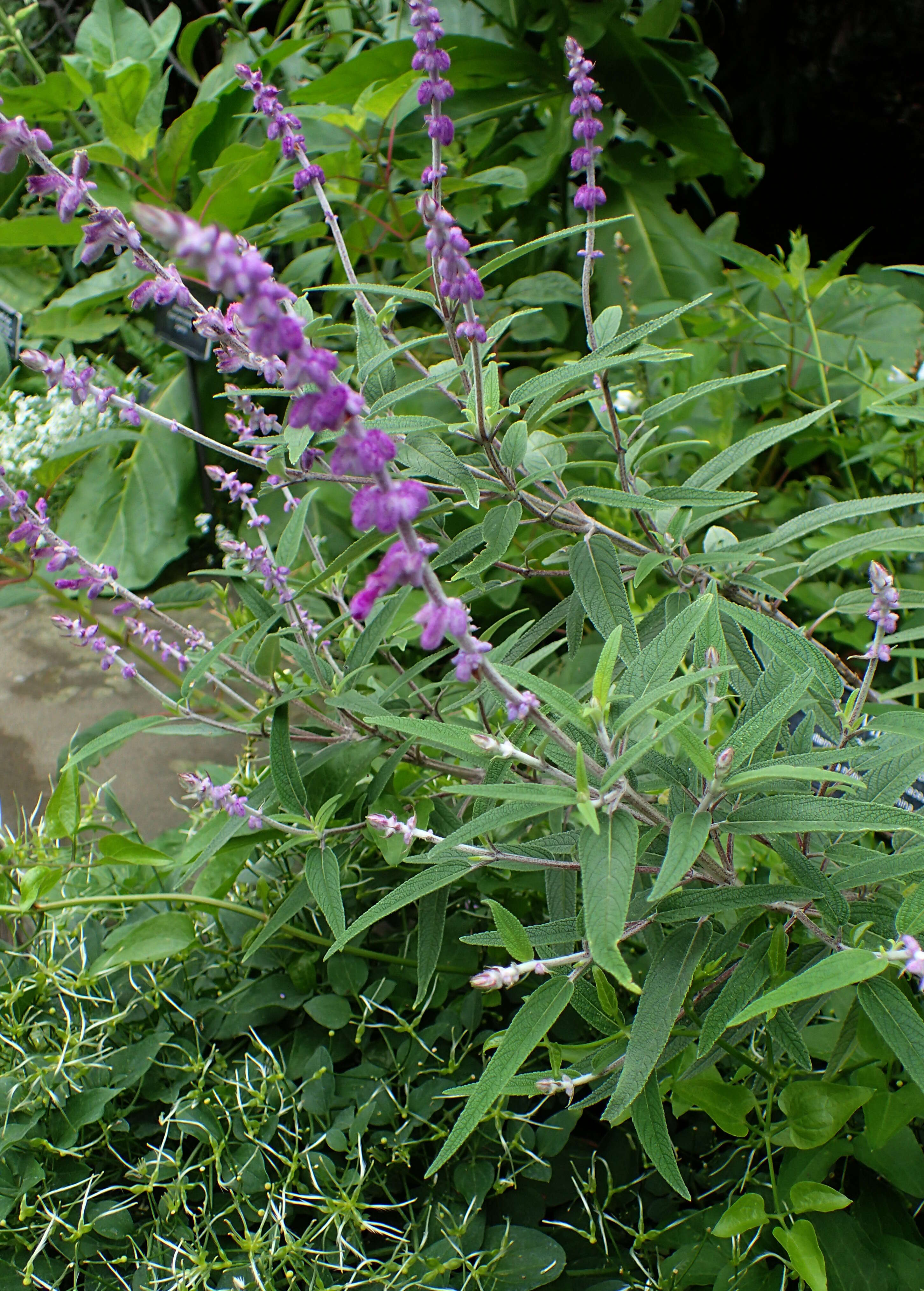 Imagem de Salvia leucantha Cav.