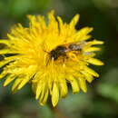 Image of Andrena taraxaci Giraud 1861