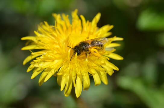 Image of Andrena taraxaci Giraud 1861