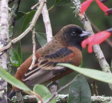 Image of Orchard Oriole