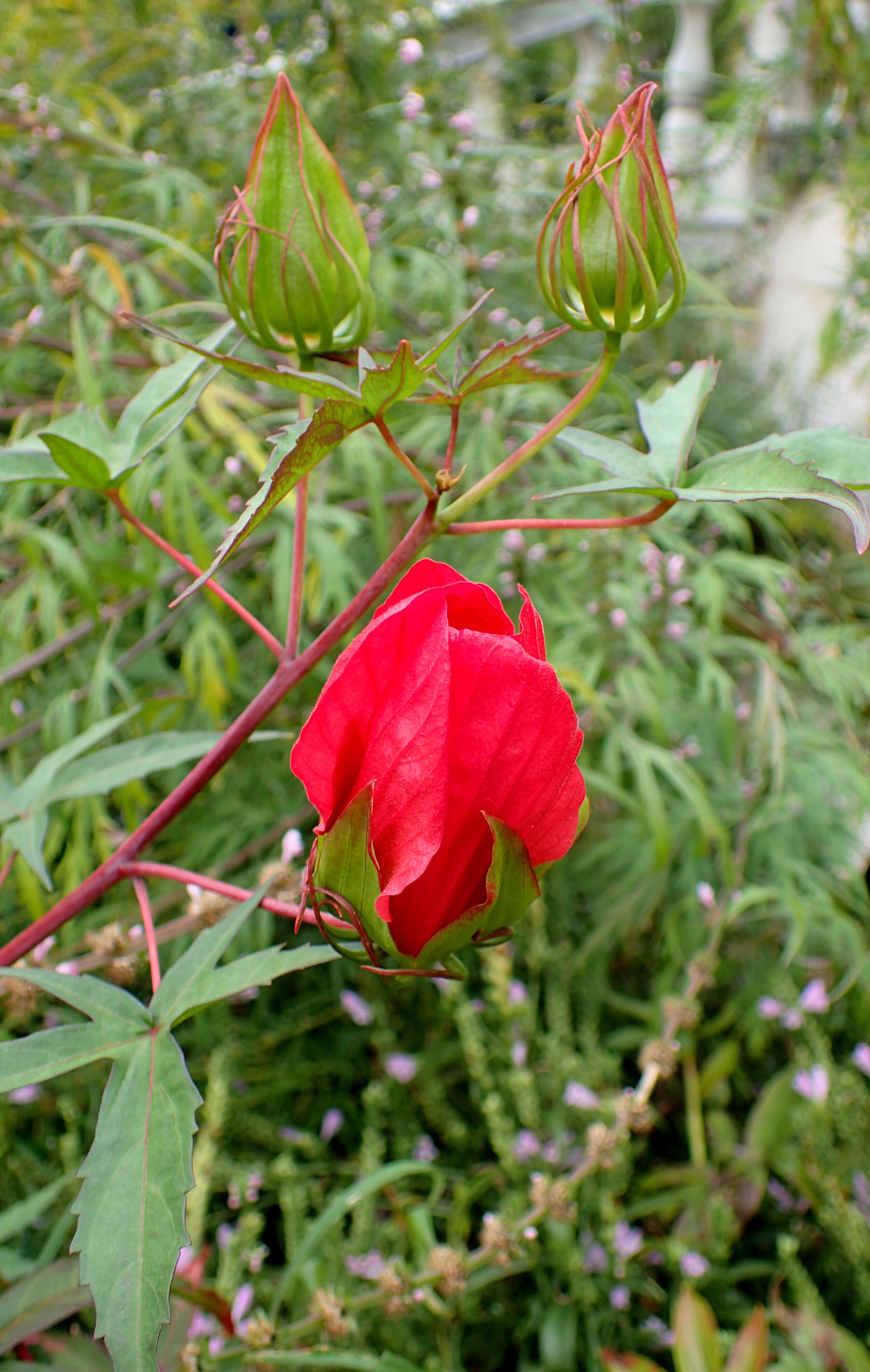 Image of Scarlet Rose-Mallow