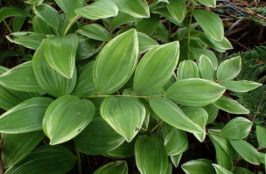 Image of Common Solomon’s-seal