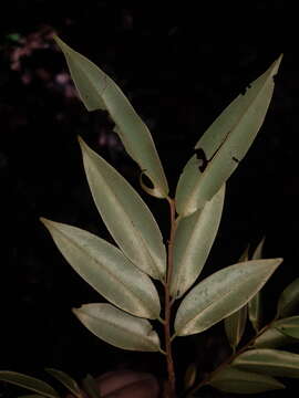 Xylopia sericophylla Standl. & L. O. Williams resmi