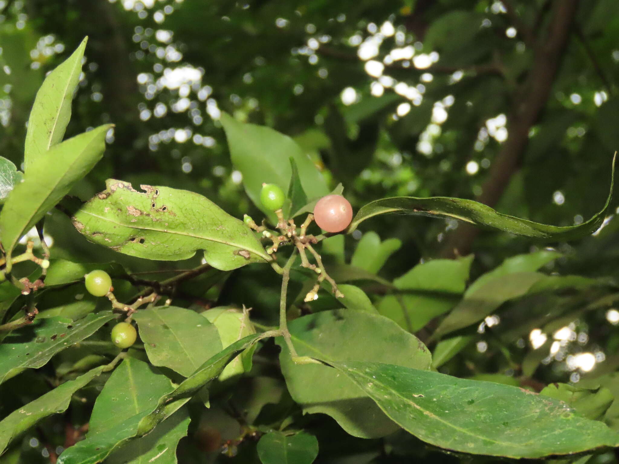 Image of flower axistree