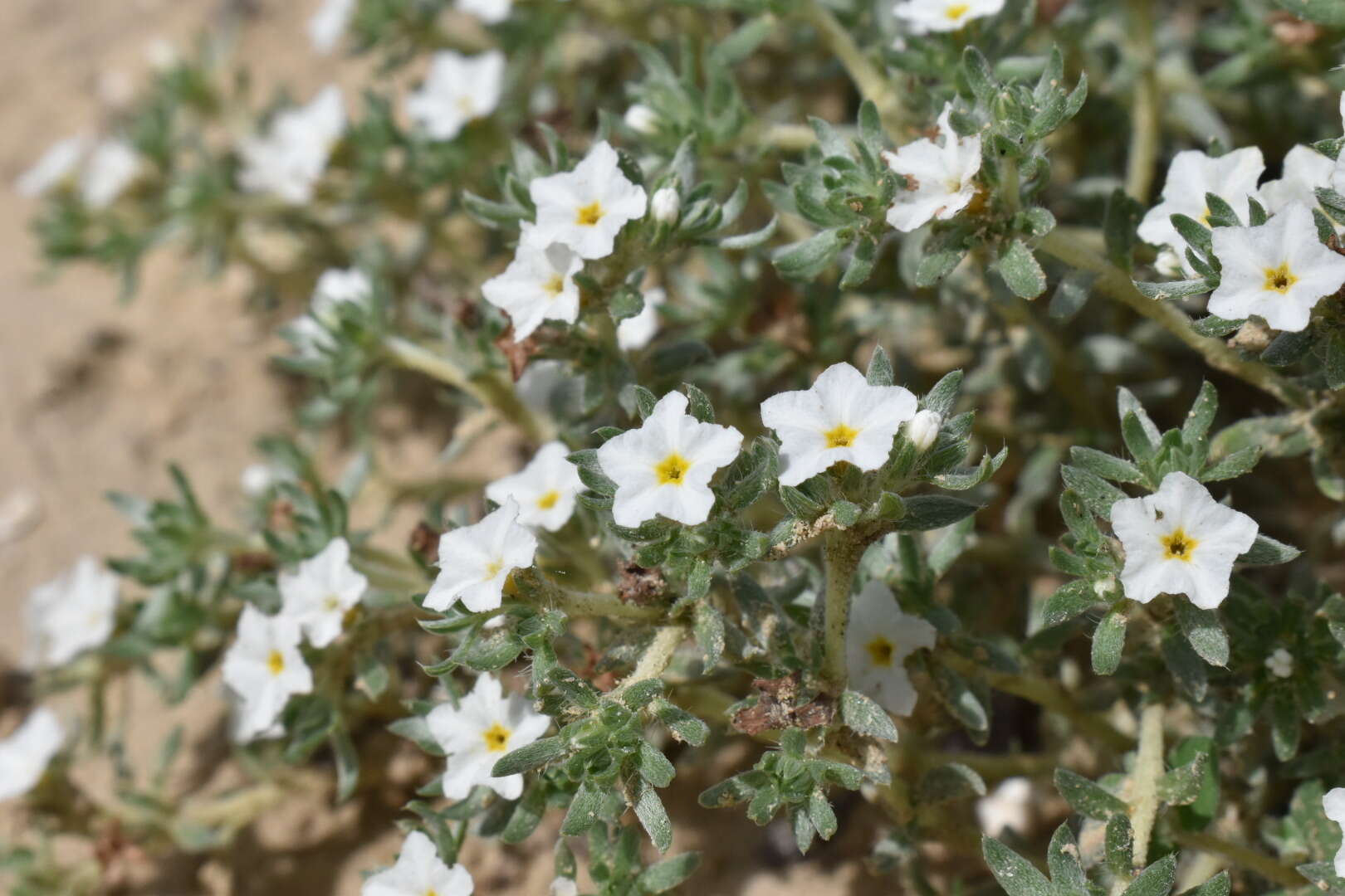 Euploca confertifolia (Torr.) Feuillet & Halse resmi