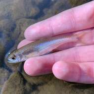 Image of Sandbar shiner