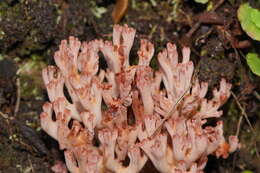 Image of Ramaria botrytoides (Peck) Corner 1950