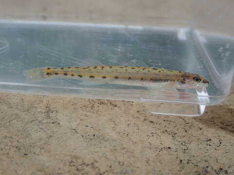 Image of Eastern Sand Darter