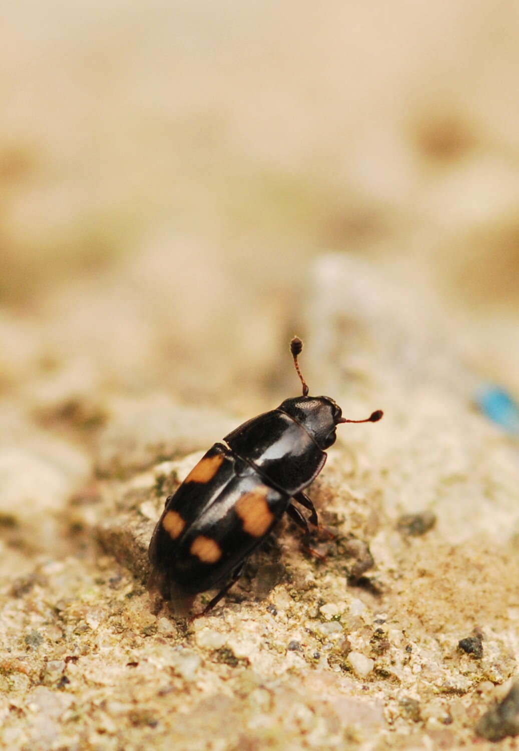 Image of Four-spotted Sap Beetle