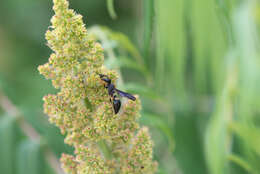 Image of Ancistrocerus unifasciatus (de Saussure 1853)