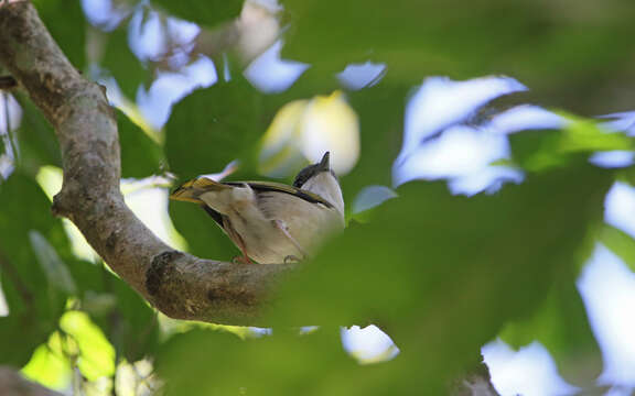 Image of Blyth's Shrike Babbler