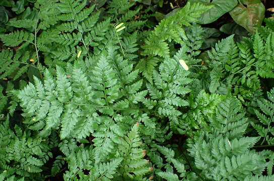 Image of iron fern