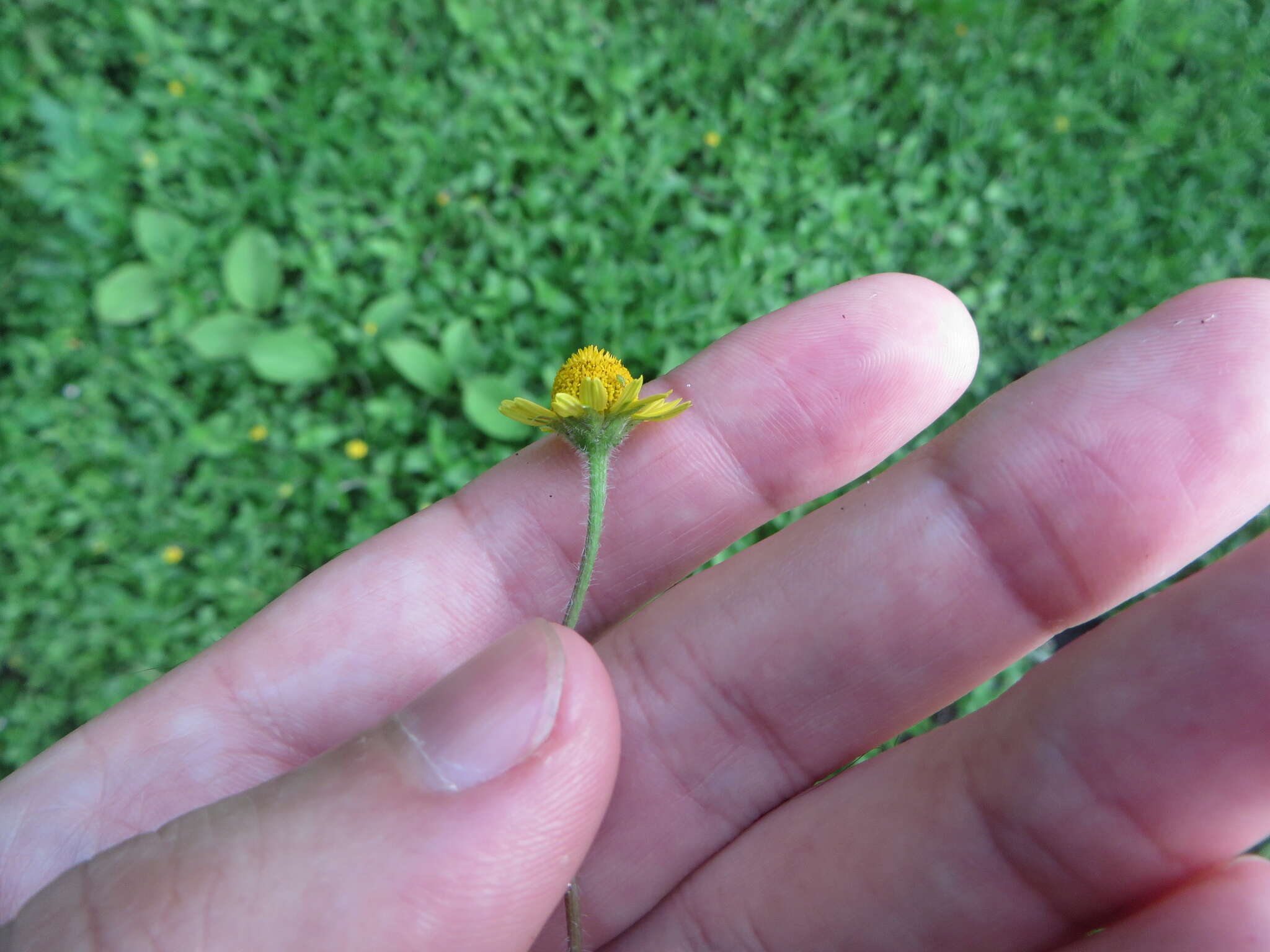 Image of hairy spotflower