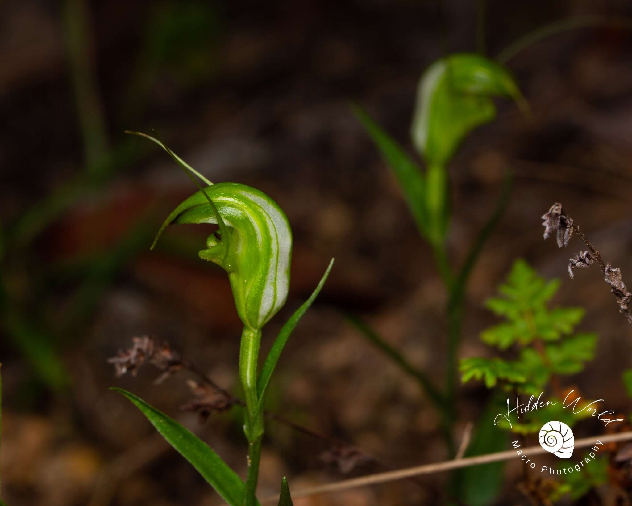 Image of Collared greenhood