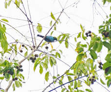 Image of Paradise Tanager