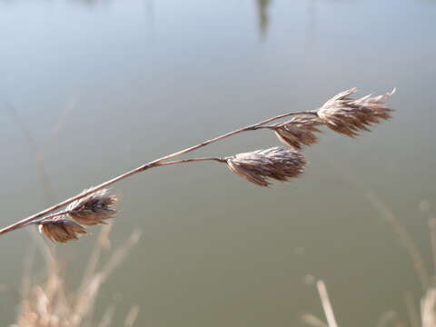 Image of Cocksfoot or Orchard Grass