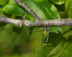 Image of Chalcolestes Kennedy 1920