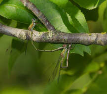 Image of Chalcolestes Kennedy 1920