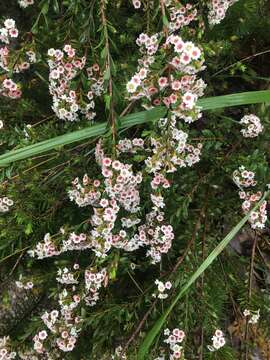 Thryptomene calycina (Lindley) Stapf resmi