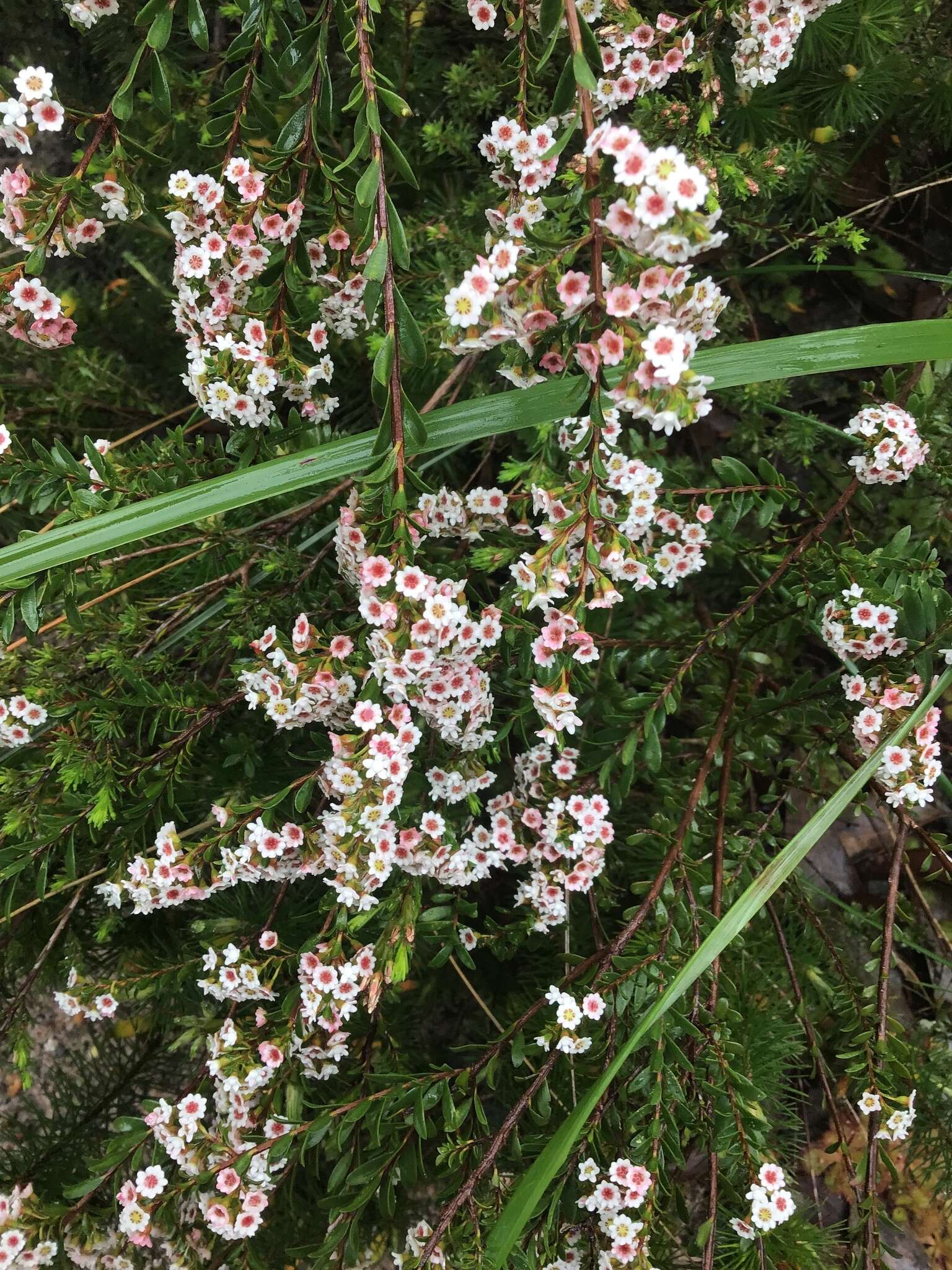 Image de Thryptomene calycina (Lindley) Stapf