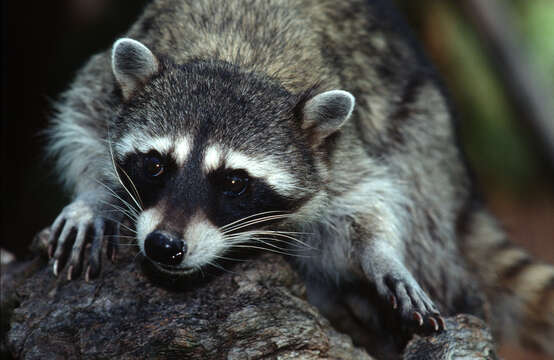 Image of raccoons