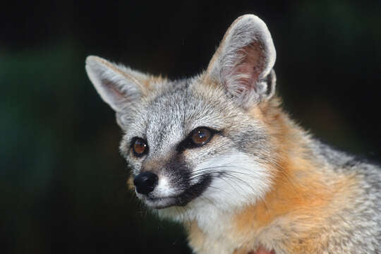 Image of Grey Foxes