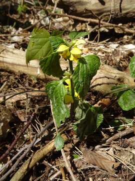 Image of Common Yellow Archangel